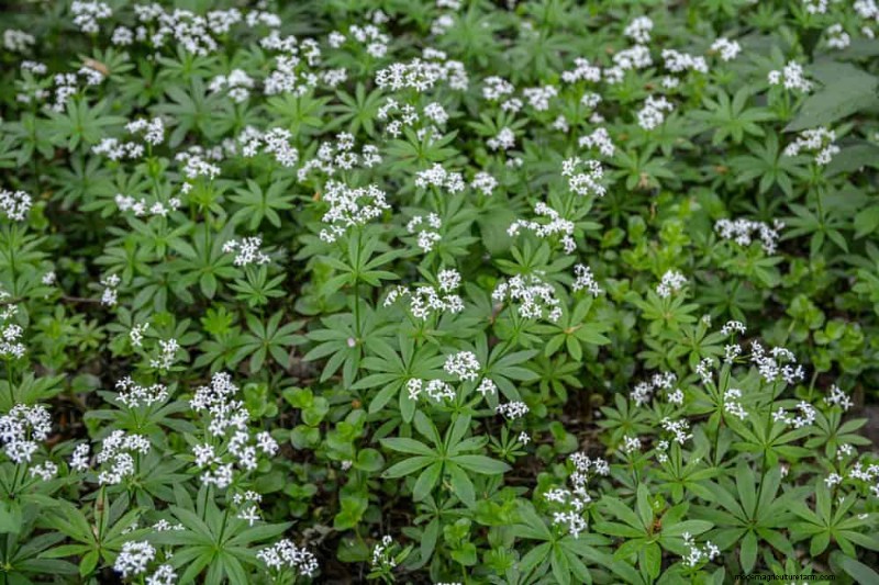 Best Plants for Natural Garden Borders | Landscape Designer Picks