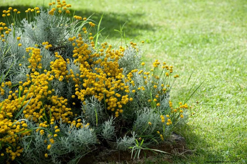 Best Plants for Natural Garden Borders | Landscape Designer Picks
