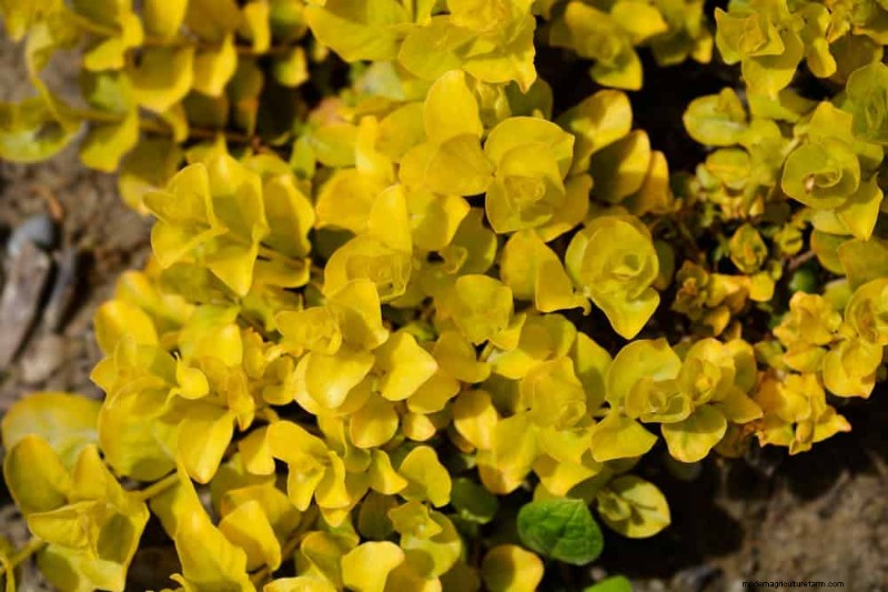 Best Plants for Natural Garden Borders | Landscape Designer Picks