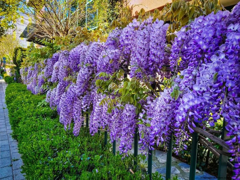 Best Plants for Natural Garden Borders | Landscape Designer Picks