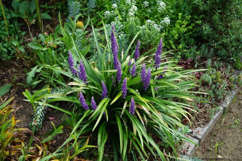 Best Plants for Natural Garden Borders | Landscape Designer Picks