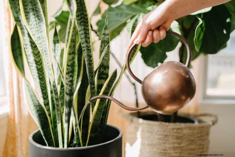 Indoor Plant Leaf Drop: Causes & Solutions | Plant Care Guide
