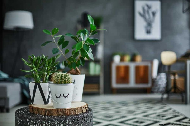 Indoor Plant Leaf Drop: Causes & Solutions | Plant Care Guide