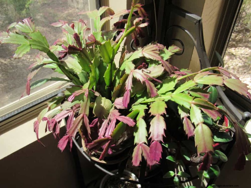 Indoor Plant Leaf Drop: Causes & Solutions | Plant Care Guide