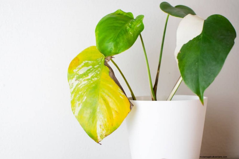 Indoor Plant Leaf Drop: Causes & Solutions | Plant Care Guide