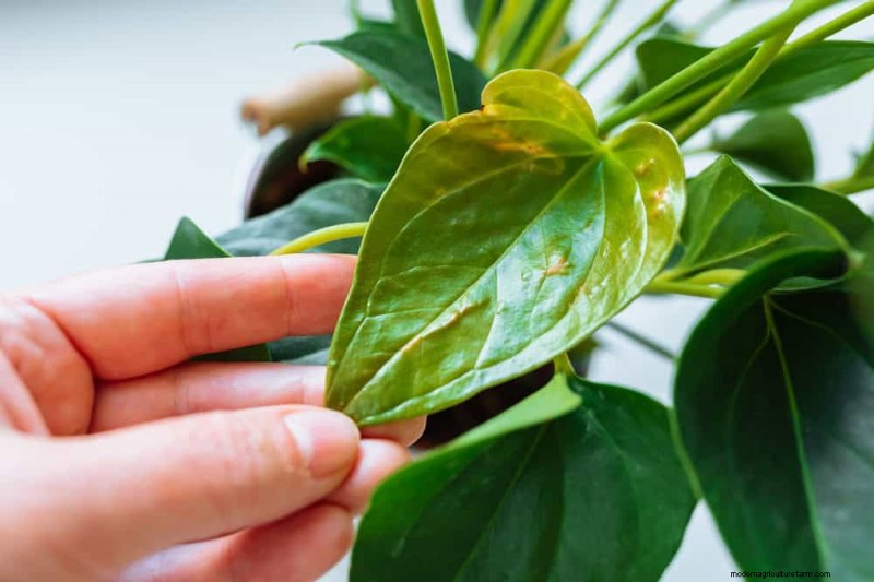 Indoor Plant Leaf Drop: Causes & Solutions | Plant Care Guide