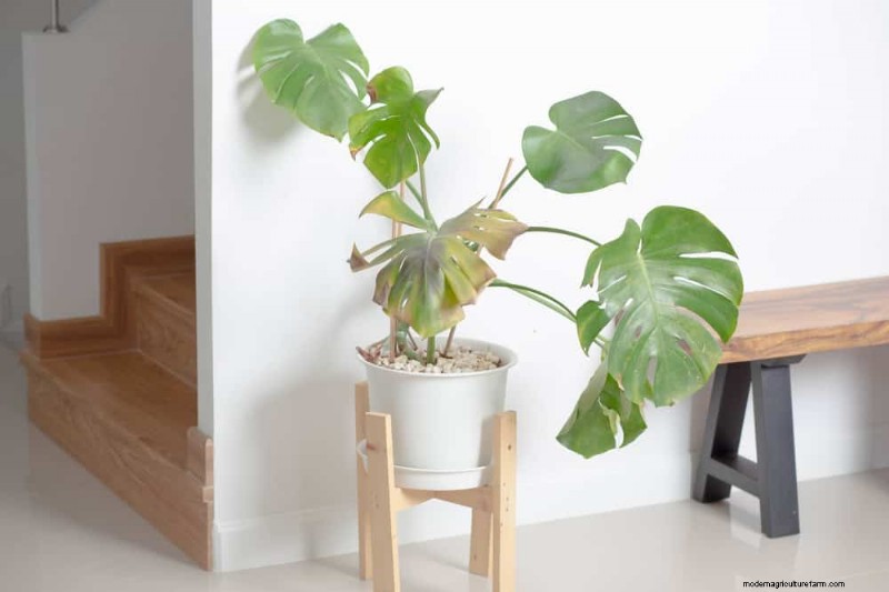 Indoor Plant Leaf Drop: Causes & Solutions | Plant Care Guide
