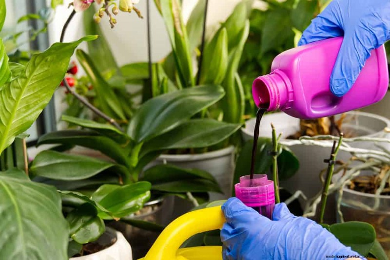 Indoor Plant Leaf Drop: Causes & Solutions | Plant Care Guide