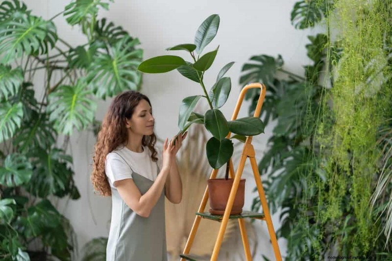 Indoor Plant Leaf Drop: Causes & Solutions | Plant Care Guide