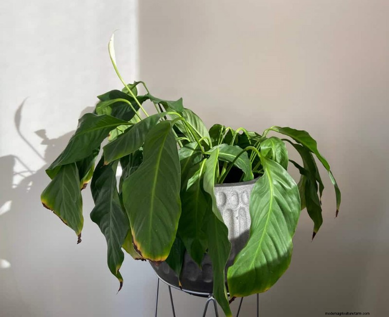 Is Your Houseplant Suffering from Low Humidity? 10 Signs & Solutions