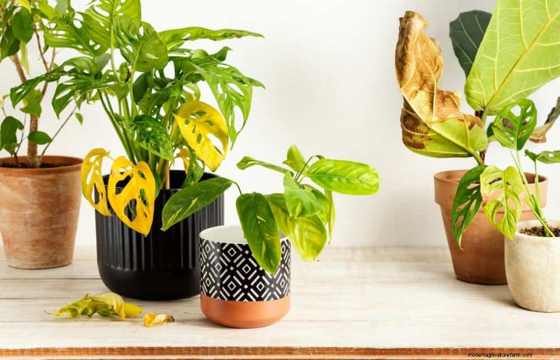 Is Your Houseplant Suffering from Low Humidity? 10 Signs & Solutions