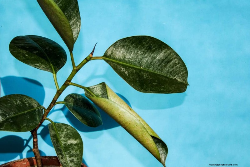Is Your Houseplant Suffering from Low Humidity? 10 Signs & Solutions