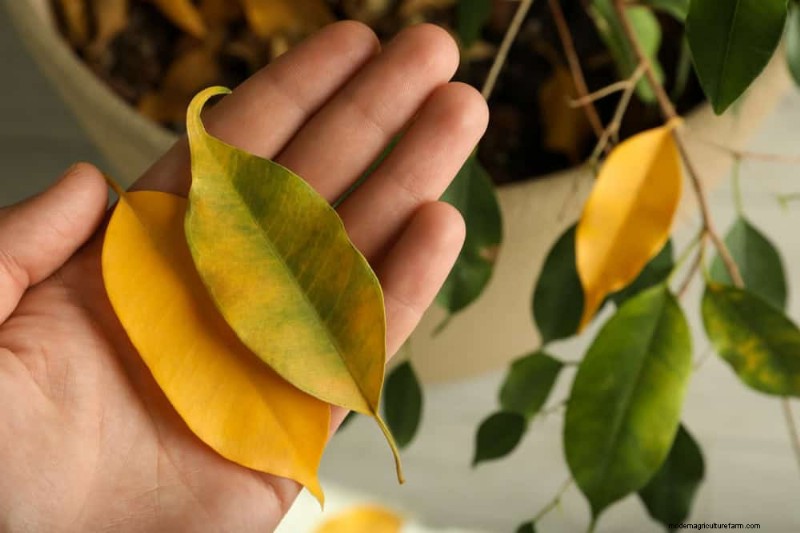 Is Your Houseplant Suffering from Low Humidity? 10 Signs & Solutions