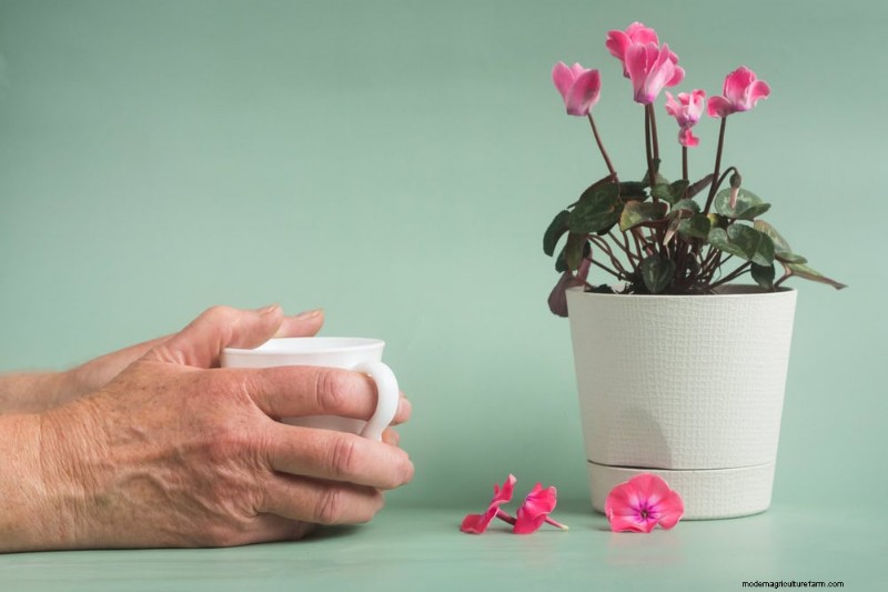 Is Your Houseplant Suffering from Low Humidity? 10 Signs & Solutions