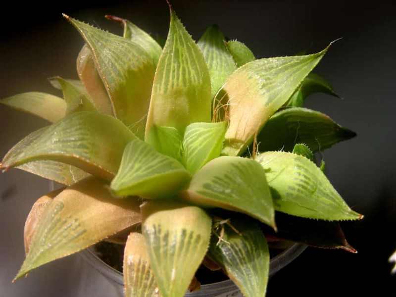Is Your Houseplant Suffering from Low Humidity? 10 Signs & Solutions