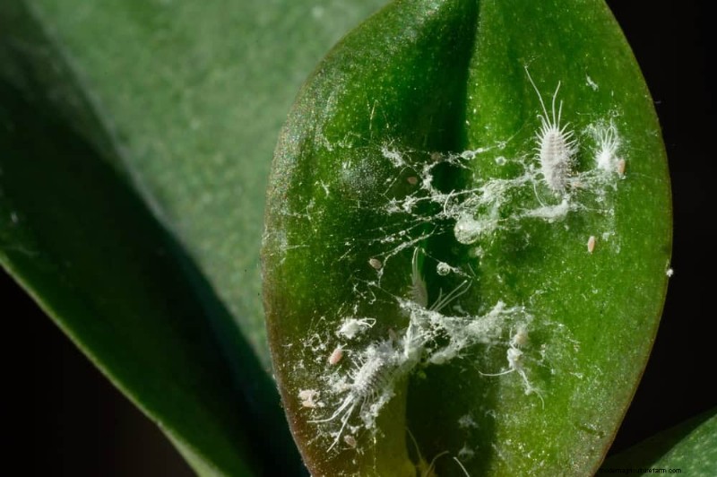 Is Your Houseplant Suffering from Low Humidity? 10 Signs & Solutions