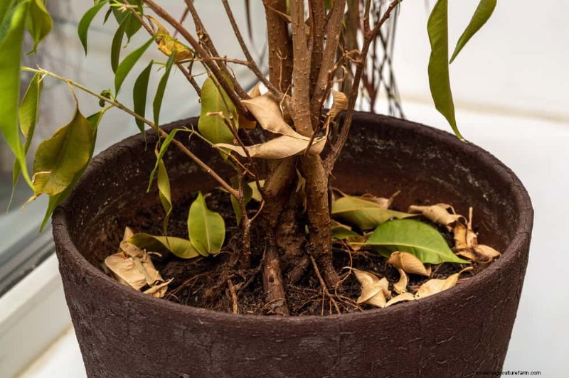 Is Your Houseplant Suffering from Low Humidity? 10 Signs & Solutions