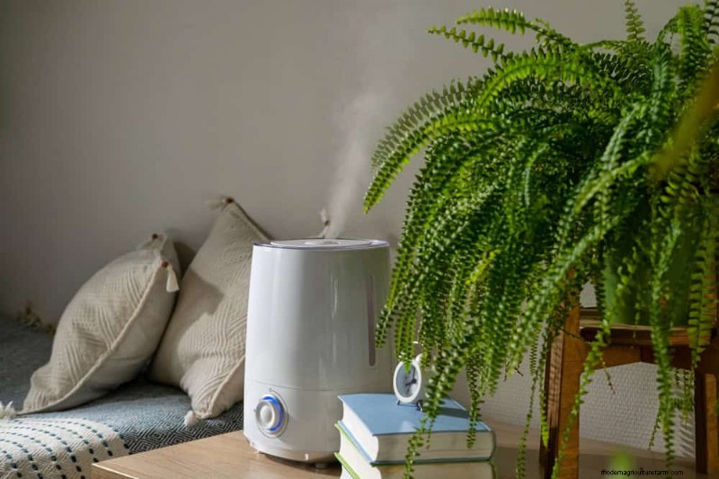 Is Your Houseplant Suffering from Low Humidity? 10 Signs & Solutions