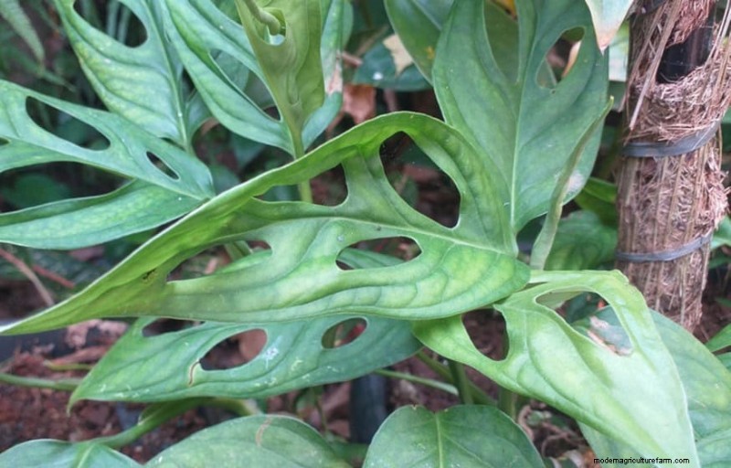 Is Your Houseplant Suffering from Low Humidity? 10 Signs & Solutions