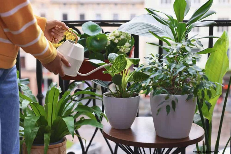 Common Houseplant Watering Mistakes: Debunking Myths for Healthier Plants