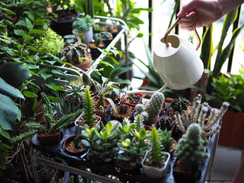 Common Houseplant Watering Mistakes: Debunking Myths for Healthier Plants