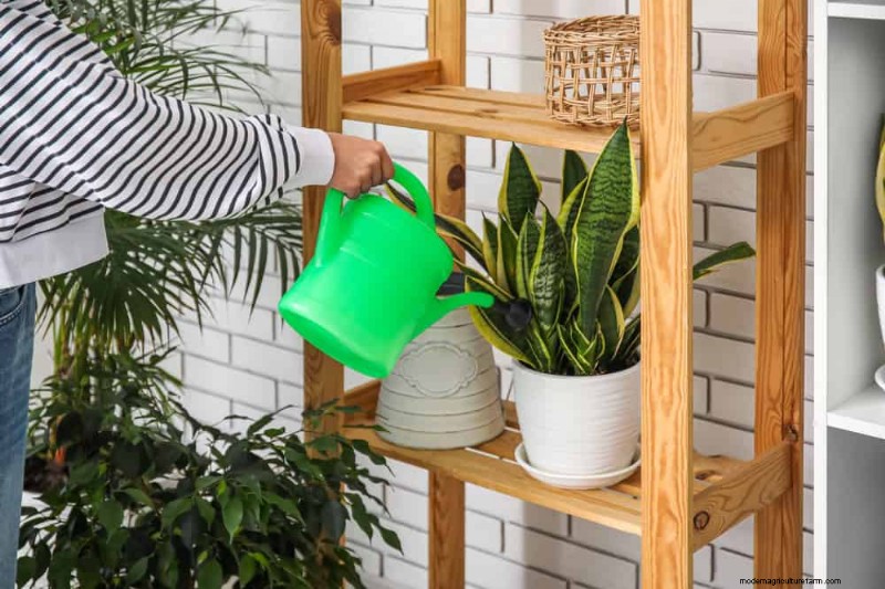 Common Houseplant Watering Mistakes: Debunking Myths for Healthier Plants