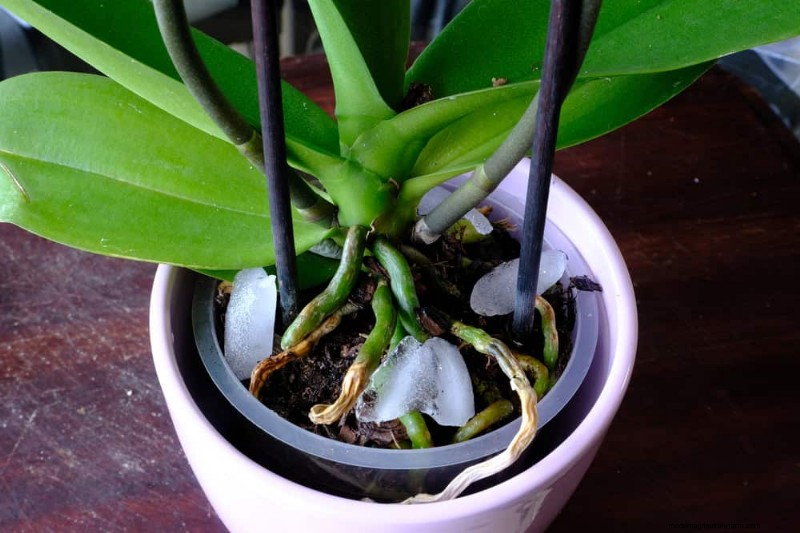 Common Houseplant Watering Mistakes: Debunking Myths for Healthier Plants