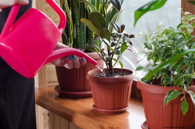 Common Houseplant Watering Mistakes: Debunking Myths for Healthier Plants
