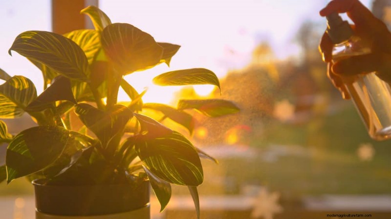 Common Houseplant Watering Mistakes: Debunking Myths for Healthier Plants