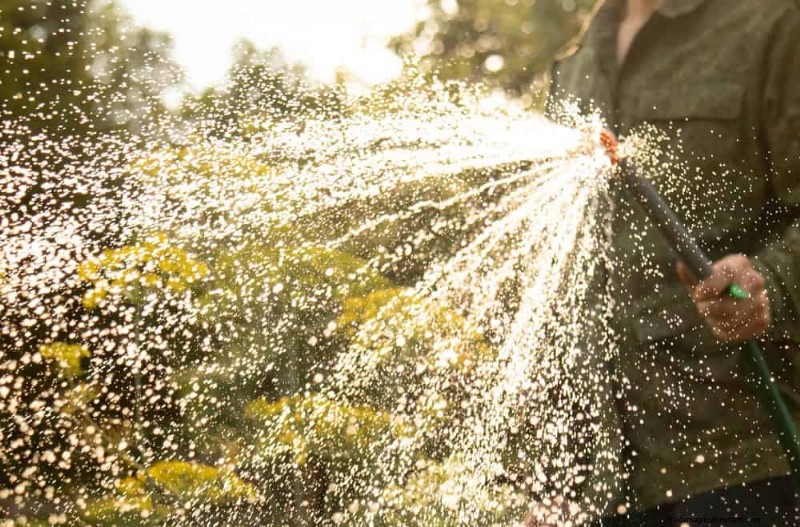 Common Houseplant Watering Mistakes: Debunking Myths for Healthier Plants