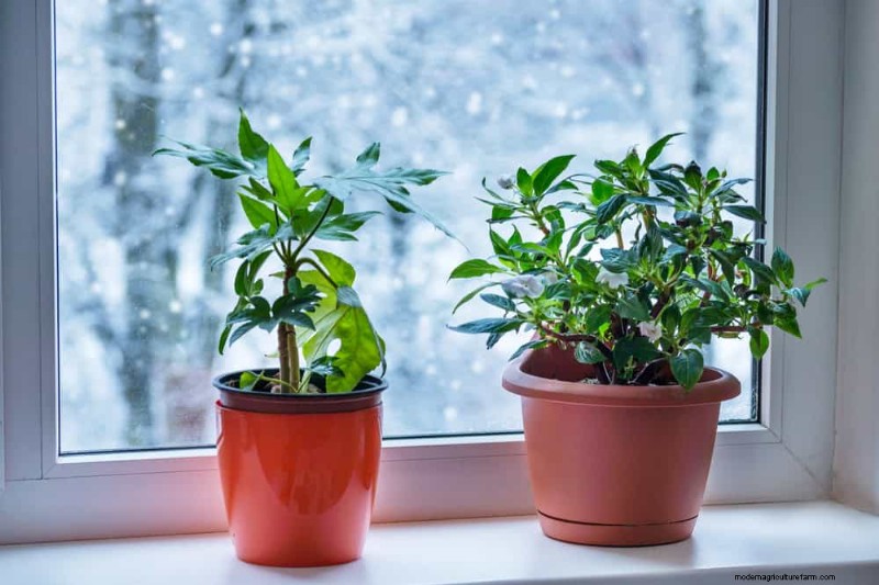 Common Houseplant Watering Mistakes: Debunking Myths for Healthier Plants
