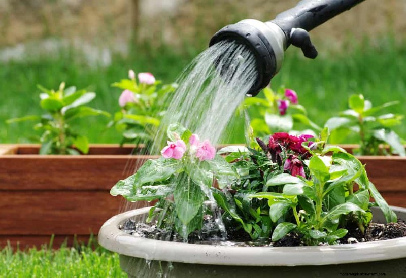 Common Houseplant Watering Mistakes: Debunking Myths for Healthier Plants