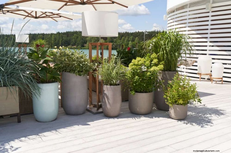 Common Houseplant Watering Mistakes: Debunking Myths for Healthier Plants