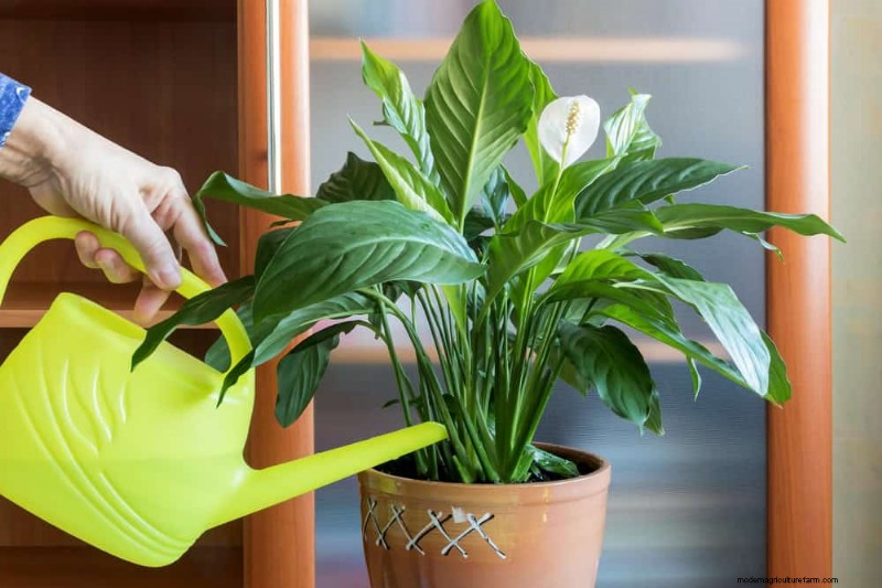 Common Houseplant Watering Mistakes: Debunking Myths for Healthier Plants