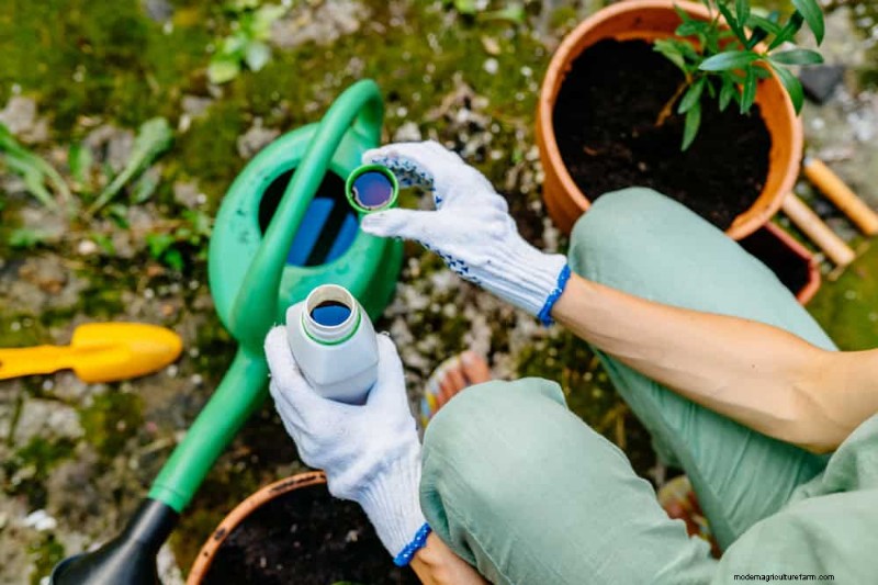 Common Houseplant Watering Mistakes: Debunking Myths for Healthier Plants