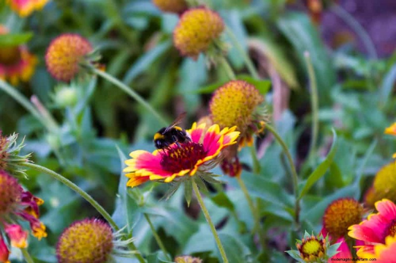 Attract Pollinators: Your Guide to a Spring Pollinator Garden