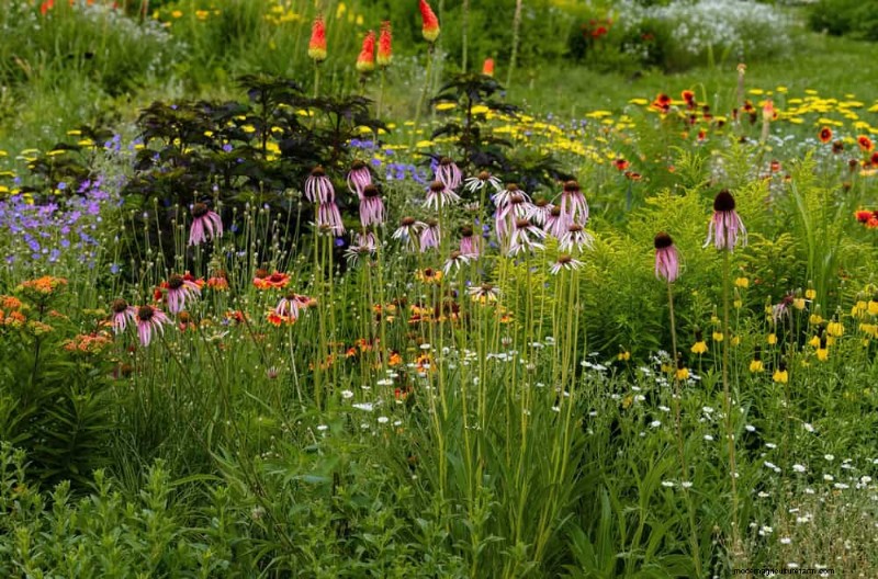 Attract Pollinators: Your Guide to a Spring Pollinator Garden
