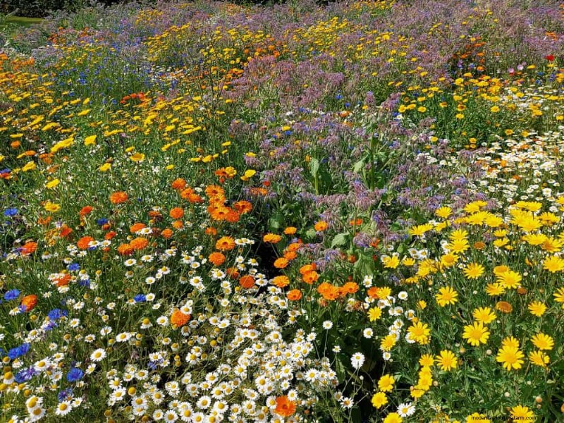 Attract Pollinators: Your Guide to a Spring Pollinator Garden