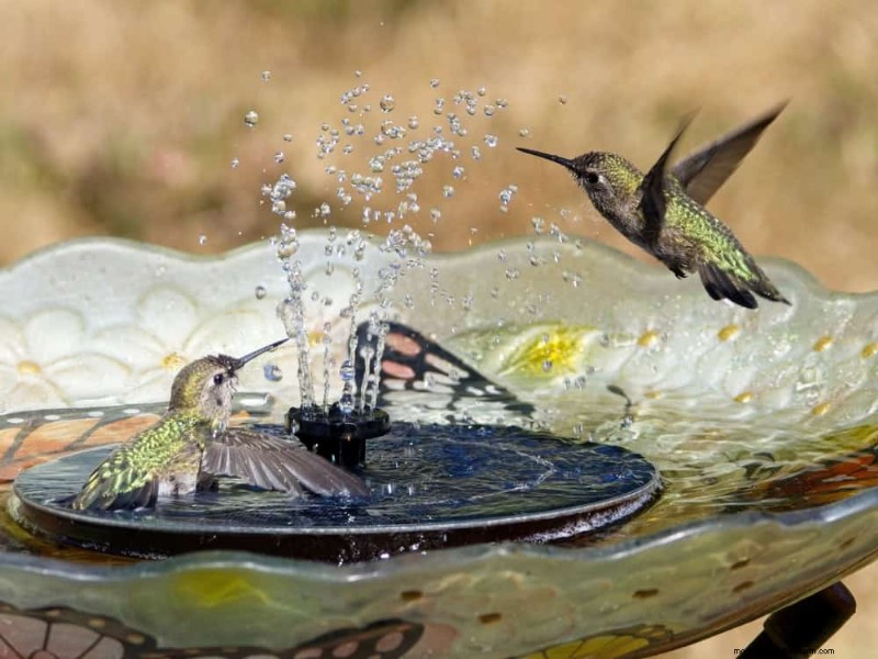 Attract Pollinators: Your Guide to a Spring Pollinator Garden
