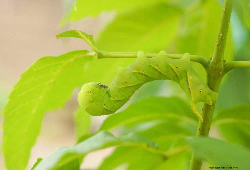 Attract Pollinators: Your Guide to a Spring Pollinator Garden