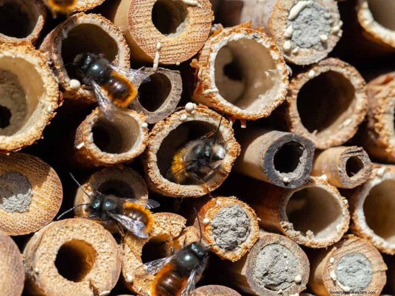Attract Pollinators: Your Guide to a Spring Pollinator Garden