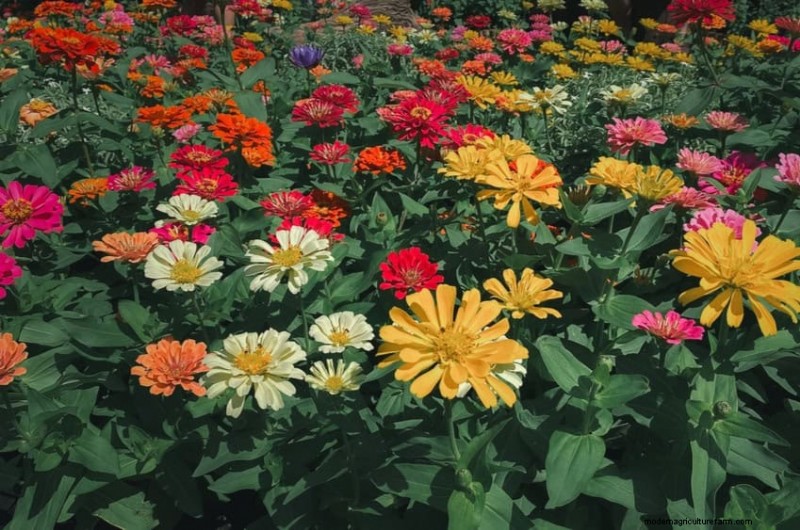 Attract Pollinators: Your Guide to a Spring Pollinator Garden