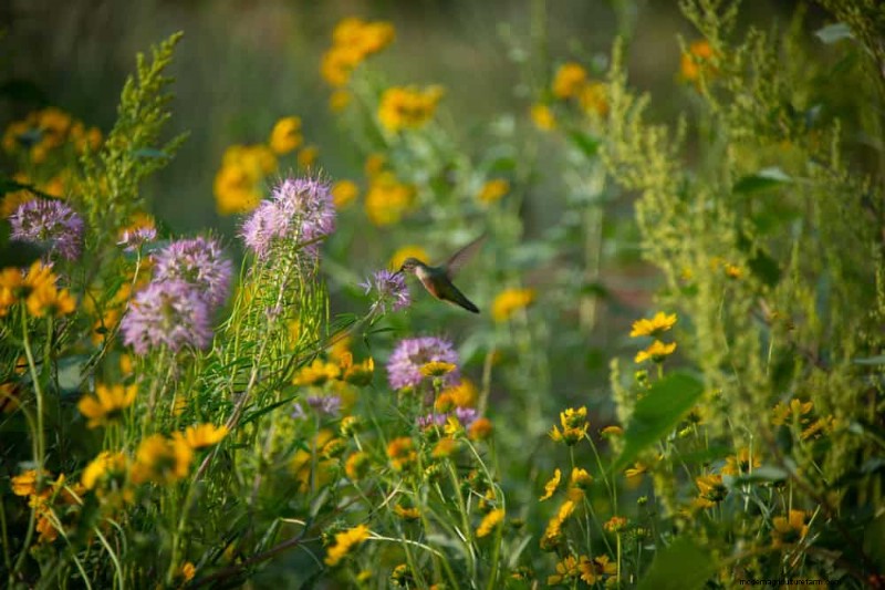 Attract Pollinators: Your Guide to a Spring Pollinator Garden