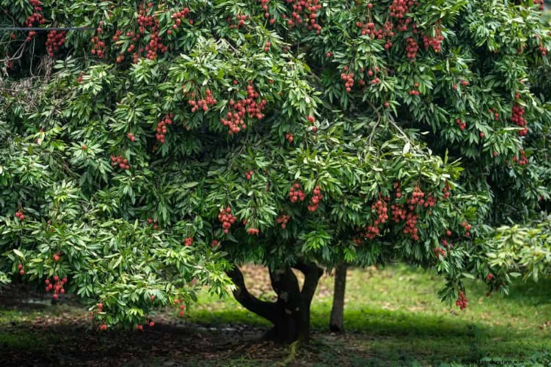 Top 10 Fruit Trees for Spring Planting: Ensure a Sweet Harvest