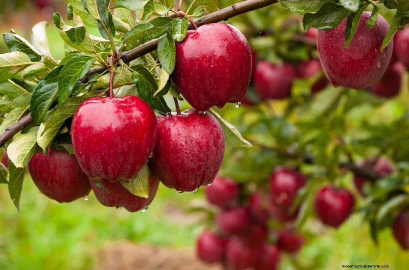 Top 10 Fruit Trees for Spring Planting: Ensure a Sweet Harvest