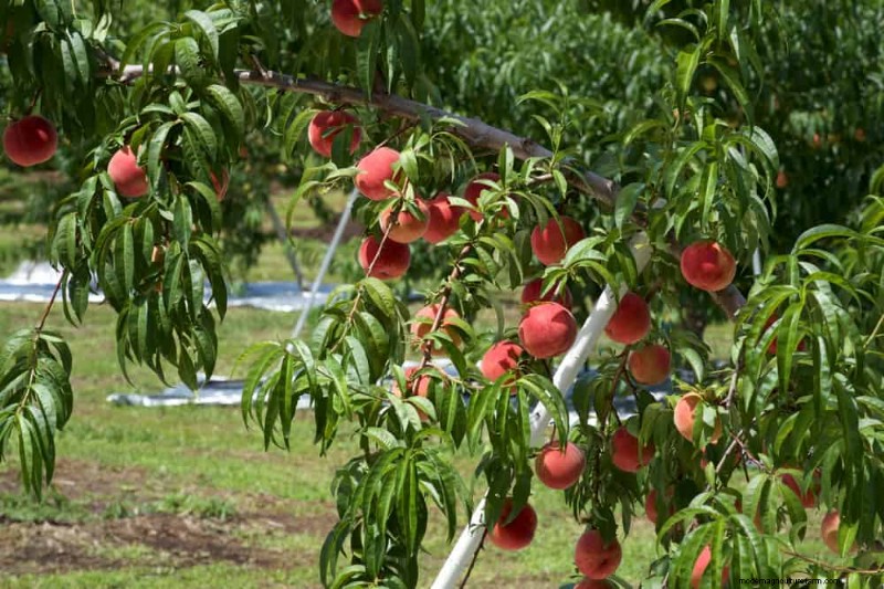 Top 10 Fruit Trees for Spring Planting: Ensure a Sweet Harvest