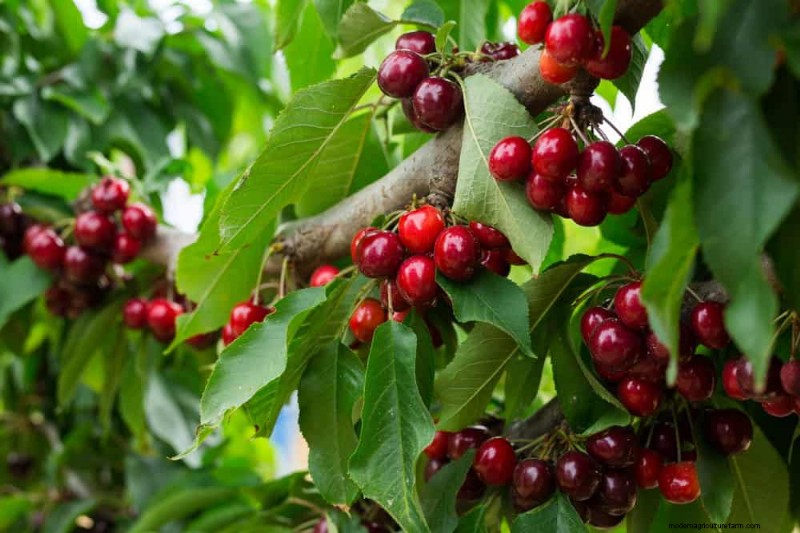 Top 10 Fruit Trees for Spring Planting: Ensure a Sweet Harvest