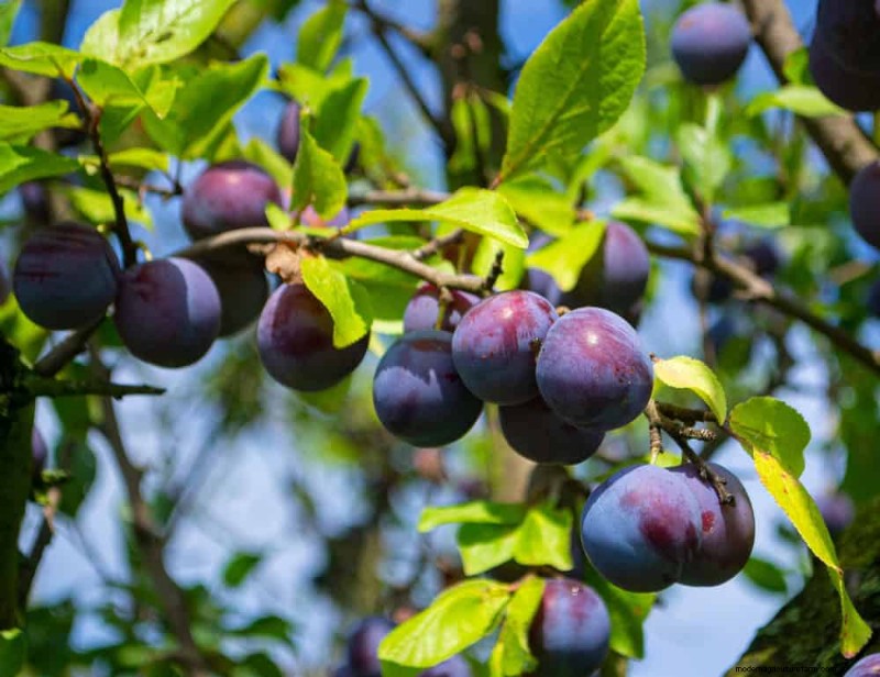 Top 10 Fruit Trees for Spring Planting: Ensure a Sweet Harvest