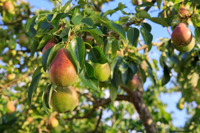 Top 10 Fruit Trees for Spring Planting: Ensure a Sweet Harvest