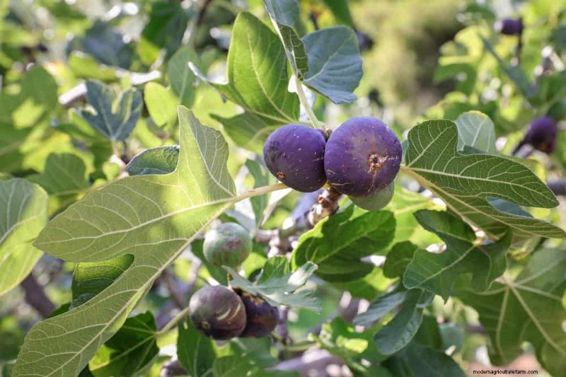 Top 10 Fruit Trees for Spring Planting: Ensure a Sweet Harvest